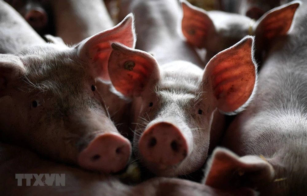 Indonesia: Mueren cientos de cerdos en Bali por una enfermedad misteriosa
