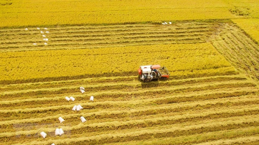 Сбор риса зимне-весеннего сезона 2019-2020 гг, средняя урожайность на уровне 7,5 тонн с гектара. (Фото: ВИА) 