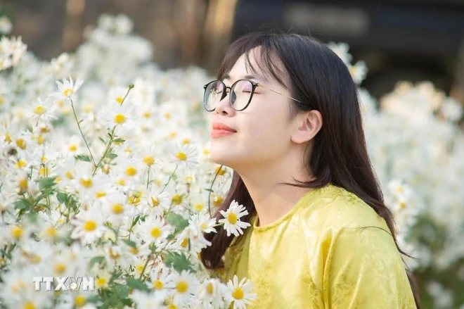 越南宁平小雏菊花季绚烂盛开。图自越通社