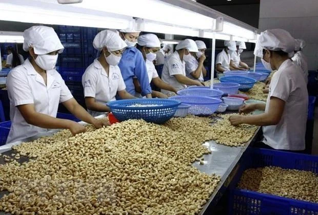 Cashew nut processing for export. (Photo: VNA)