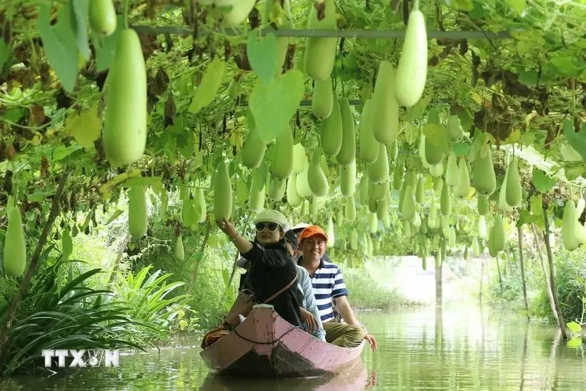 Tourists take a boat tour of the gourd growing area at ​​Tran Ba ​​Chuot Tourist Area, Lai Vung district. This agricultural tourism model helps Dong Thap farmers improve their income and develop the agricultural economy. (Photo: VNA)