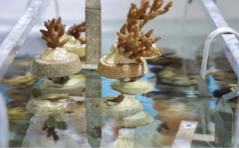 Les petits morceaux de corail corne de cerf dans le centre de culture de coraux de l'île Saint-Jean le 10 décembre. (Photo : straitstimes.com)