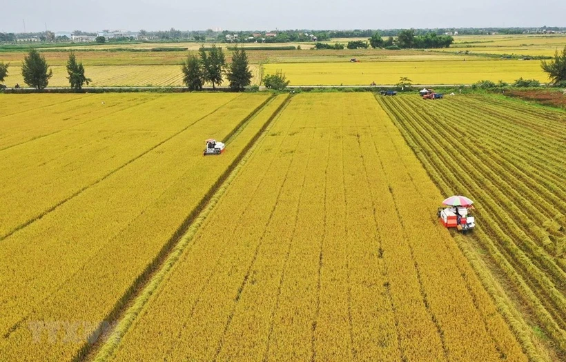从现今到2030年，需要约27亿美元来实施百万公顷优质水稻项目。图自越通社
