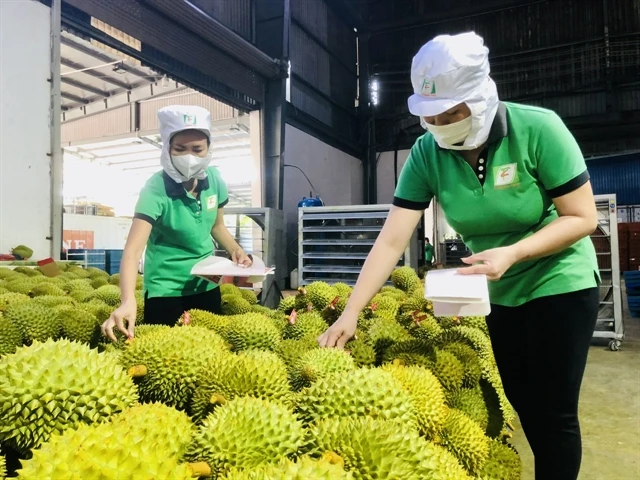 Durian has emerged as one of items with high export value. (Photo: baotintuc.vn)